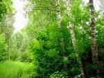 Предлагается земельный участок в стародачном поселке, расположенном в 23 км от МКАД по Рублево-Успенскому шоссе. со всеми коммуникациями и разрешением на строительство.