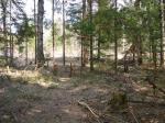 Лесной участок 12 соток (взрослые ели, сосны, березы) в строящемся ДСК. Клинский район. 65 км. от МКАД. В 3-х км пройдет новая трасса Москва-Питер. Участок ровный, сухой, квадратный. Подъезд до участка круглогодичный. Электричество подведено и оплачено.