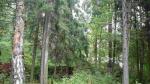 Продаю участок 40 соток по Ярославскому ш., 13 км от МКАД, пос. Загорянский