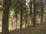 Продаётся участок в лесном к/п, Дмитровское ш. 33 км от МКАД