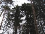 Продаю шикарный лесной уч-к 12 сот. на Николиной Горе, 21 км, Рубл-Усп. ш