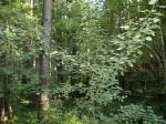 Егорьевское шоссе. Кратово. Левая сторона. 23 км. ИЖС. Участки 21 и 35 соток в сосновом бору