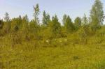 Рахья: участок ИЖС 11 сот