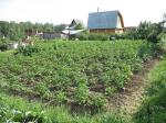 Продам садовый участок в коллективном саду "Березка" в 3-х км от центра Химмаша
