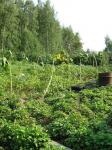 Продам земельный участок с домом (Исеть, 23 км)