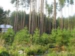 Cысерть Земельный участок ул. Хвойная у п/л Орленок