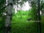 Кусочек рощи, под строительство на Горьковском море, д.Кирьяново