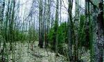 Подборовье: участок 25 соток, ИЖС, собств., Финский залив 300м. Приличные соседи. 2500 тыс.р. АН "Вектор"