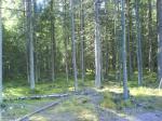 Репино-Ленинское. Элитный участок 25 соток