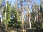 участок 10 сот весь в соснах