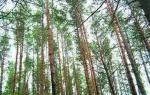 участок, Новосибирск Заельцовский район, земельный, элитный , среди коттеджей, 18 сот., собственность