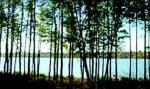 Торфяное: рядом с оз. Комсомольское, 5,7 га крест. хоз-во, на уч. сосны, хороший подъезд, возм. подкл.