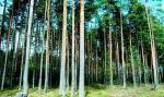 Вырица: в окруж. хвойн. леса, в районе нов. застр. отл. ровный уч. 14 сот., собств., ИЖС, хор. подъезд