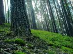 Выборгский район, Кирилловское, сад. зем. уч-к., 6 сот. озеро 300м. Эл-во есть. СПб = 80 км.