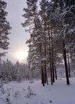 50 соток ИЖС в 76 км от СПб. Газ в 180 м. Хвойный лес, озеро