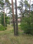 Участок 46 соток в Сестрорецке Ижс