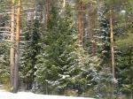 Продам участок 60 сот., Дмитровское ш, 30 км.