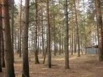 Продам земельный участок 45 соток в сосновом бору, Калужское ш. 115 км. от МКАД Жуковский р-он. пос. Высокиничи!!!