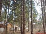 Продам участок 16 соток с лесными деревьями. Новорязанское шоссе 2 км. Белая дача.