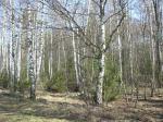 Осташковское ш. 20 км.- Жостово. 19 живописных соток в одном из лучших мест. Примите правильное решение.Красивый, полностью лесной участок .