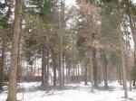 Продаю участок 25 сот.по Рублево-Успенскому шоссе.