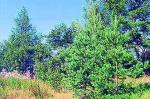 Красноозерное, Приозерский р-н: 2 к.кв., панел., 18+16 м, кухня 9 м, газ, озеро в 500 м, г/л курорт в 10 км, лес, грибы, ягоды, 1750 тыс.р. Фото 518_4616