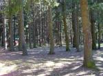 Шикарный лесной участок 50 соток!!!
