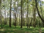 Лесной участок на Рублевке с коммуникациями