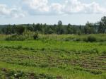 участок 12 соток