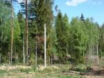 ПРодаются участки по 12 соток ( с подрядом на строительство дома)