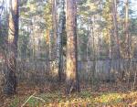 Участок в сосновом лесу