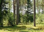 Распродажа - лесные участки, от 1 Га, от 54 тыс.руб за сотку...