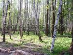 Лесной участок 20 соток в КП в Пучково, 12 тыс. долл. сотка
