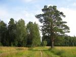 Продам участок 85 км. по Симферопольскому шоссе, в Серпуховском районе.