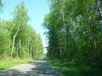 участок 8 соток с лесными деревьями