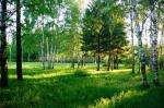 Участок 25 соток на лесной опушке - весеннее предложение.
