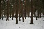 Участки под ижс, Симферопольское ш., 65 км. от МКАД, Еськино